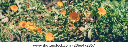 Marigold is plant of daisy family typically with yellow or orange flowers that is widely cultivated as ornamental.