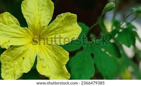 flowers in the early spring with slightly unfocused background