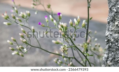 flowers in the early spring with slightly unfocused background