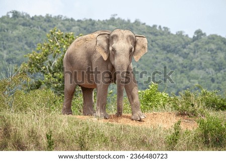Asian wild elephants are walking under the hot sun in KuiBuri National park, Thailand.

