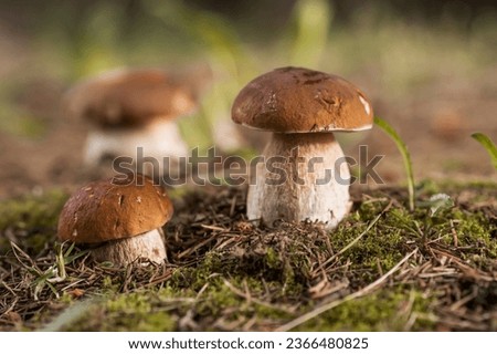 A noble, royal mushroom. White mushroom boletus. Porcini mushrooms in the spruce forest. Beautiful texture of nature background. Royalty-Free Stock Photo #2366480825