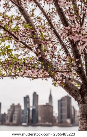 NYC skyline with cherry blossoms from Long Island City