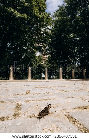 A butterfly sits on the paving stones against the backdrop of the Elfel Tower
