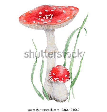 Red fly agaric and green grass. Watercolor hand drawn realistic botanical illustration with Amanita muscaria mushrooms. Forest clip art for eco goods, cards, posters, natural herbal medicine, books