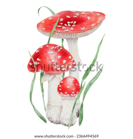Red fly agaric and green grass. Watercolor hand drawn realistic botanical illustration with Amanita muscaria mushrooms. Forest clip art for eco goods, cards, posters, natural herbal medicine, books