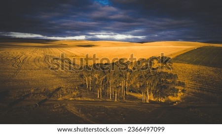 An aerial photo of harvested wheat fields in the Overberg region of South Africa with high contrast light