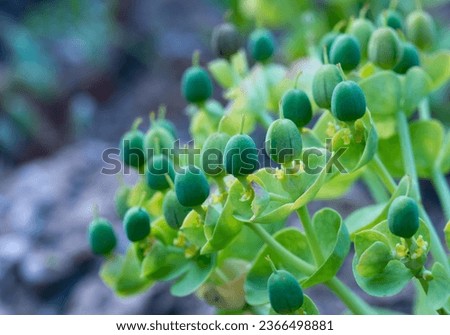 Euphorbia sp. Green fruits of Euphorbia garden in the botanical garden, Odessa Royalty-Free Stock Photo #2366498881