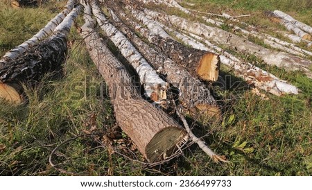 In the Ukrainian Carpathians, the aftermath of illegal tree felling is evident, with birch trunks strewn on the forest floor. This close-up image serves as a powerful backdrop for any design project Royalty-Free Stock Photo #2366499733