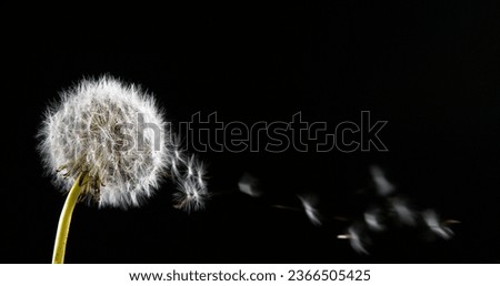 Common Dandelion, taraxacum officinale, seeds from 'clocks' being blown and dispersed by wind, Normandy, Royalty-Free Stock Photo #2366505425