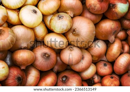 Photography on theme beautiful onion vegetable plant with napiform skin, photo consisting of onion vegetable plant outdoors in rural, onion vegetable plant from big ground field collected by farmer