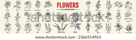 Flower set hand drawn vector illustration. Rose, Lily, Narcissus and violet engraved style, sketch isolated on white. Royalty-Free Stock Photo #2366514963