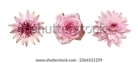 Set of different pink flowers (rose, astrantia, chrysanthemum) isolated on white background. Top view. 