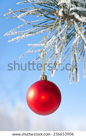Christmas-tree decoration on a pine tree covered with hoarfrost, shallow depth of field.