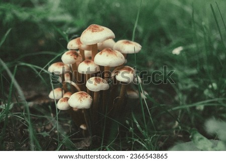 A group of mushrooms on the lawn close-up. Selective focus. Quiet hunting. Mushroom picking season.