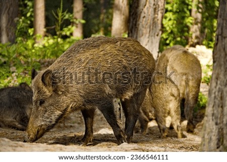 Wild boar rot in a forest in Germany. Wildlife photography