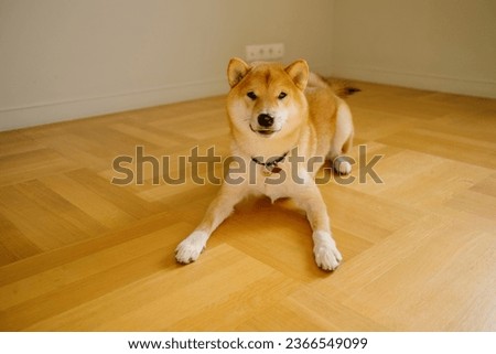Shiba Inu dog playing on the floor