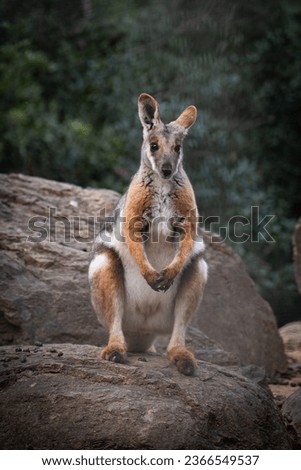 Australian mountain kangaroo sitting an observing the sourounding