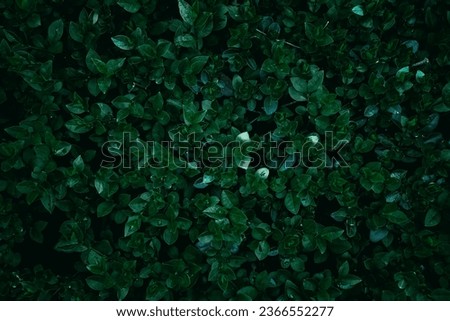 Green Garden Privet hedge leaves texture pattern Royalty-Free Stock Photo #2366552277