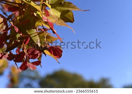 a brunch of tree with yellow leaves in autumn on a sunny day