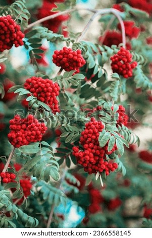 Branche of mountain ash with ripe berries close-up. Autumn season, rowan tree. Natural background