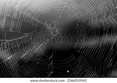 Monochrome picture of lone spider web