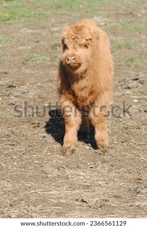 Calf from the Scottish Highland Cattle