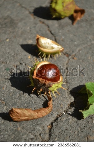 acorn on the asphalt. macro photo of plants