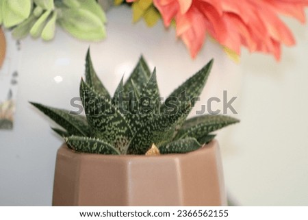 A gasteraloe succulent plant that is sitting on a wooden mantle.