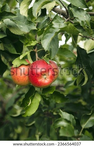 Ripe red apples on a tree branch in the garden, close up.