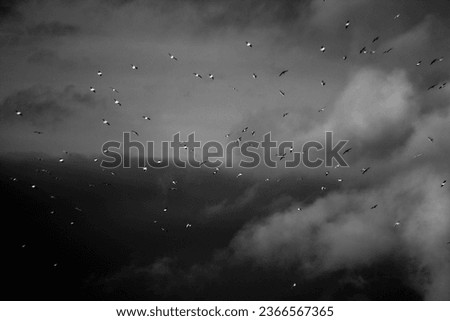 A flock of birds against a background of clouds and sky