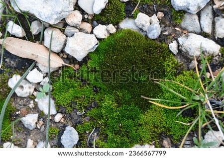 Moss living on a rock. Probably silvergreen bryum moss (Bryum Argenteum?). Royalty-Free Stock Photo #2366567799