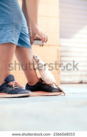 White pet rat climbing up a woman's leg while taking a picture with mobile phone. young girl is playing with her rat in the street. Vertical portrait with natural light of morning sun.