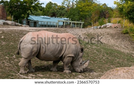 African rhino at Toronto Zoo, ON Canada