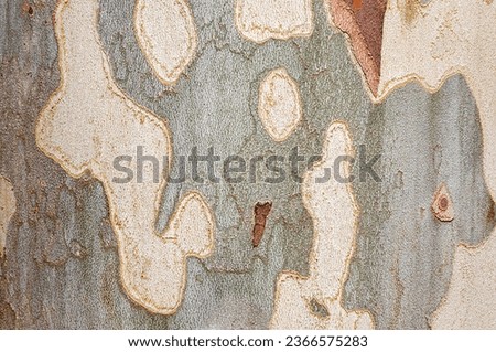 Discover the finest tree bark texture photograph for your stock agency needs! Our high-resolution image captures the intricate details and natural beauty of tree bark, perfect for various design.
