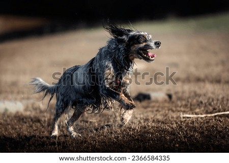 Portrait of an English Setter purebred dog Royalty-Free Stock Photo #2366584335