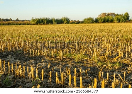 Corn crop field that has already been harvested, leaving the stalks cut, and all with the golden light of the sunset. Royalty-Free Stock Photo #2366584599
