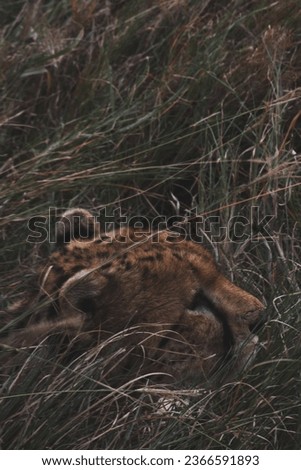 Cheetahs in the wild. Close ups with prey in background