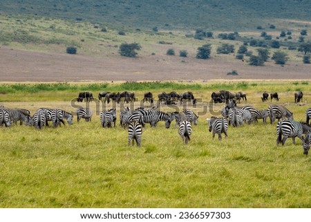 Zebras and gnus in the Ngorongoro Crater