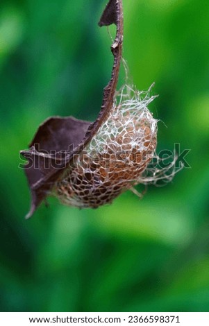 lepidoptera marginata cocoon hanging on avocado leaves