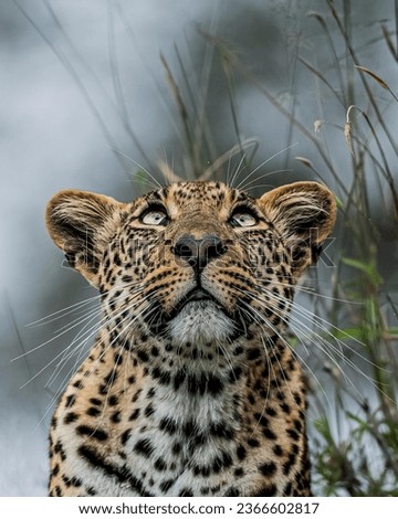 Cheetah leopard wild animal predator  Royalty-Free Stock Photo #2366602817