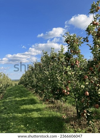Apple orchard on a perfect almost autumn day with the shadow of the red delicious apples reflecting onto the clean grass. Picture perfect under the bright blue sky painted with soft clouds.