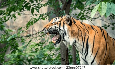 Wildlife Close Encounter Intense Gaze of Roar and Yawn Tiger in Natural Habitat Royalty-Free Stock Photo #2366607247