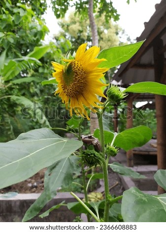 sunflower accompanied by a frog