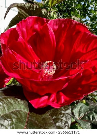 Midnight Marvel Hibiscus flower in bloom at the end of the summer, beginning of automne.   Royalty-Free Stock Photo #2366611191