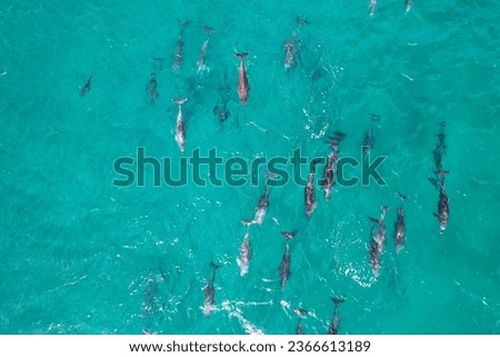 Bottlenose Dolphins - NSW Australia - Aerial Shot 