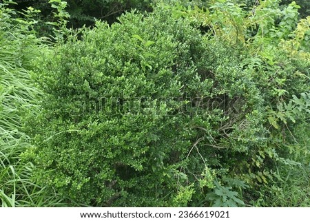 Japanese holly  Box-leaved holly ( Ilex crenata ) unripe fruits. Aquifoliaceae dioecious evergreen shrub. White florets bloom from June to July, and the fruits ripen to black in autumn. Royalty-Free Stock Photo #2366619021