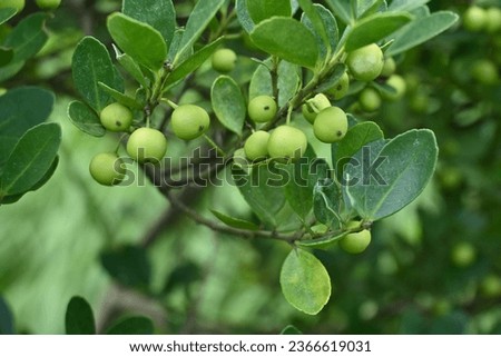 Japanese holly  Box-leaved holly ( Ilex crenata ) unripe fruits. Aquifoliaceae dioecious evergreen shrub. White florets bloom from June to July, and the fruits ripen to black in autumn. Royalty-Free Stock Photo #2366619031