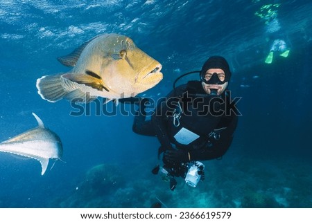 underwater photographer pose close to a maori wrasse in the great barrier reef