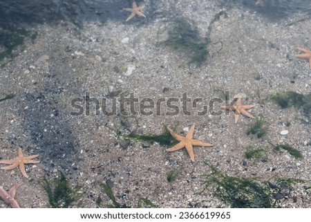 A large group of  Starfish picture under water at the beach between Botany Bay and Palm Bay beach, in Kent, UK - July 2023