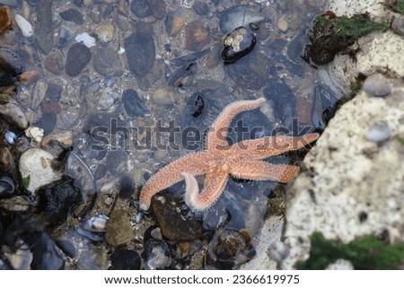 A large group of  Starfish picture under water at the beach between Botany Bay and Palm Bay beach, in Kent, UK - July 2023